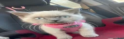 Ragdoll cats for sale: Siena  - Advert 17