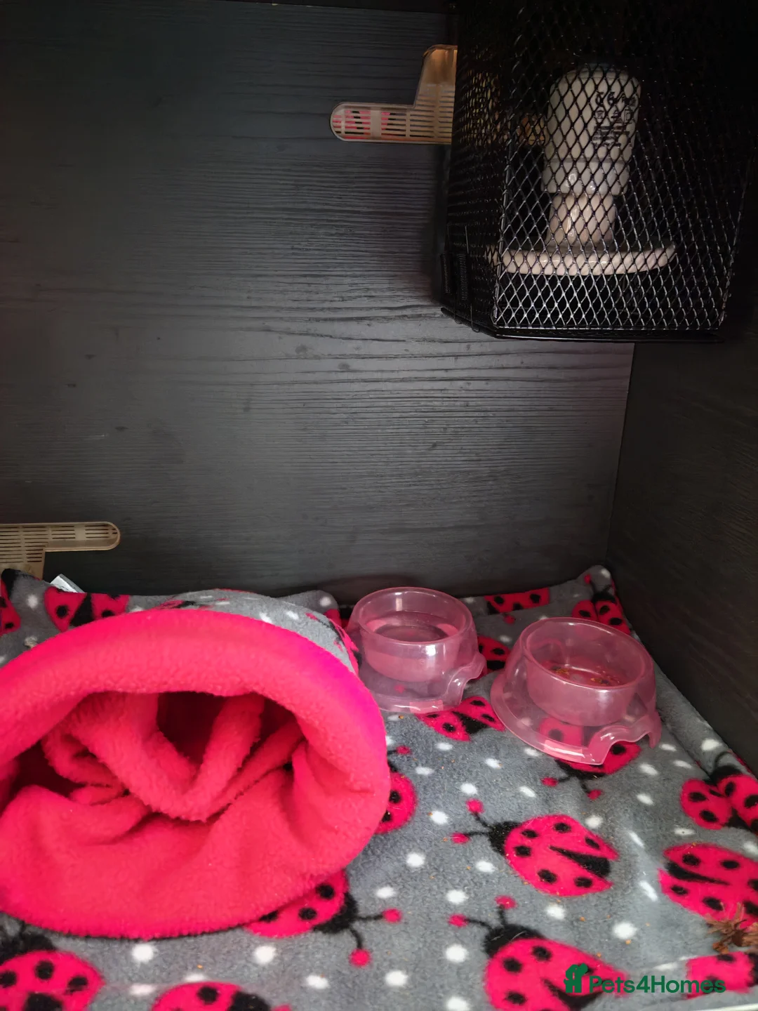 Pygmy Hedgehog rodents for sale: African Pygmy Hedgehog  - Advert 6