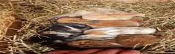Mini Lop rabbits for sale: Beautifully raised mini lops - Advert 5