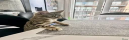 Bengal cats for sale: Bangal cat in London - Advert 10