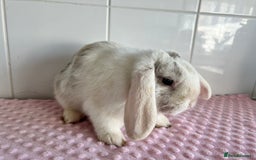 Mini Lop rabbits for sale: Mini lop buck  - Image 2