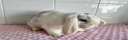 Mini Lop rabbits for sale: Mini lop buck and doe - Advert 2