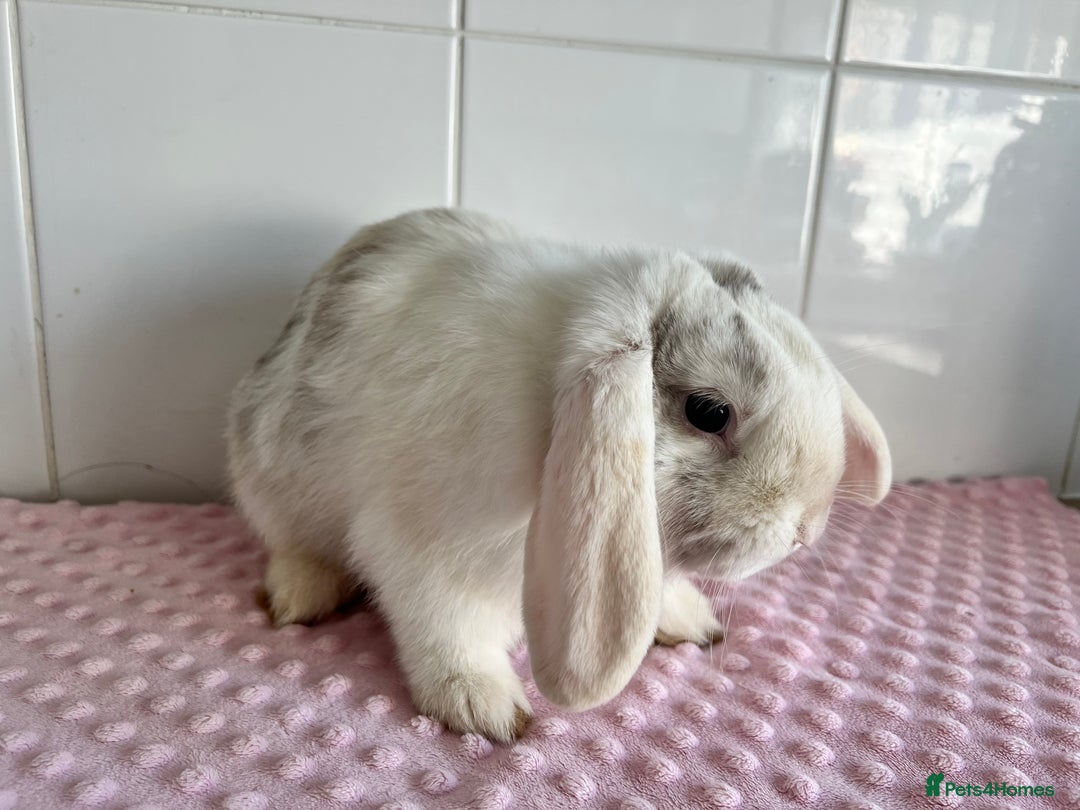 Mini Lop rabbits for sale: Mini lop buck  - Image 2