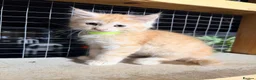 Maine Coon cats for sale: Half Maincoon Kittens  - Advert 5