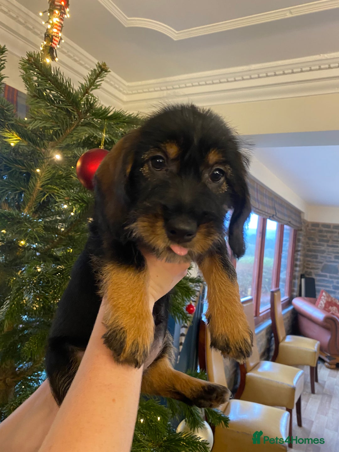 Mixed Breed dogs for sale: For Sale German wire haired pointer  x dashound  - Advert 7