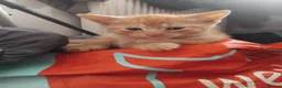 Mixed Breed cats for sale: 2 beautiful ginger kittens for sale - Advert 8