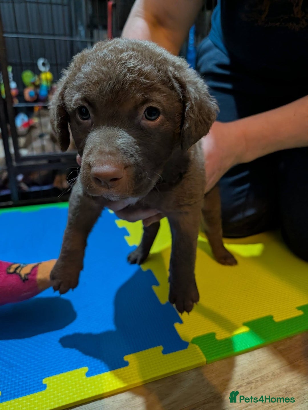 Chesapeake Bay Retriever dogs for sale: Chesapeake Bay Retriever (Chessie) pups - Advert 16