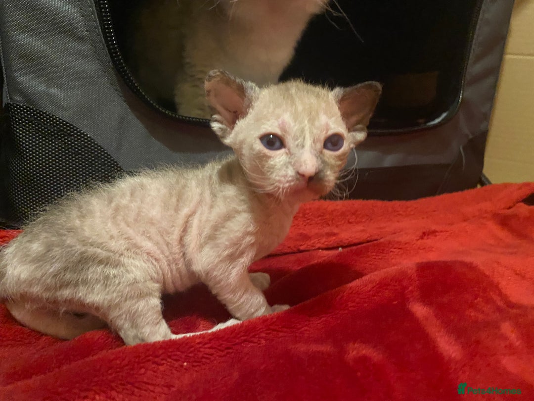 Sphynx cats for sale: Truly unique sphinx kittens 😍🥰🥰 - Advert 13