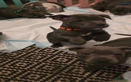 Staffordshire Bull Terrier dogs for sale: BEAUTYFULL BLUE STAFFY PUPPIES 💙 READY TO LEAVE - Image 5