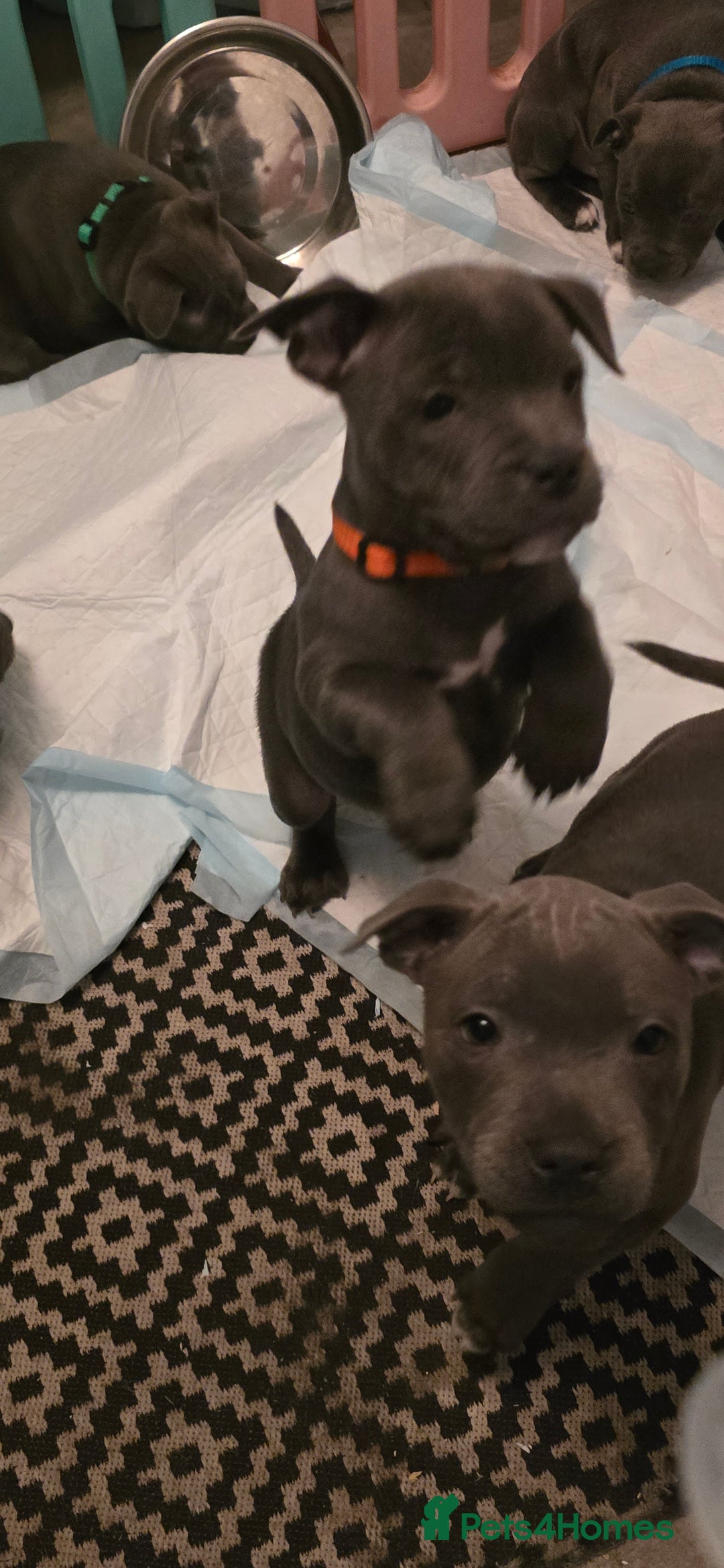 Staffordshire Bull Terrier dogs for sale: BEAUTYFULL BLUE STAFFY PUPPIES 💙 READY TO LEAVE - Image 5