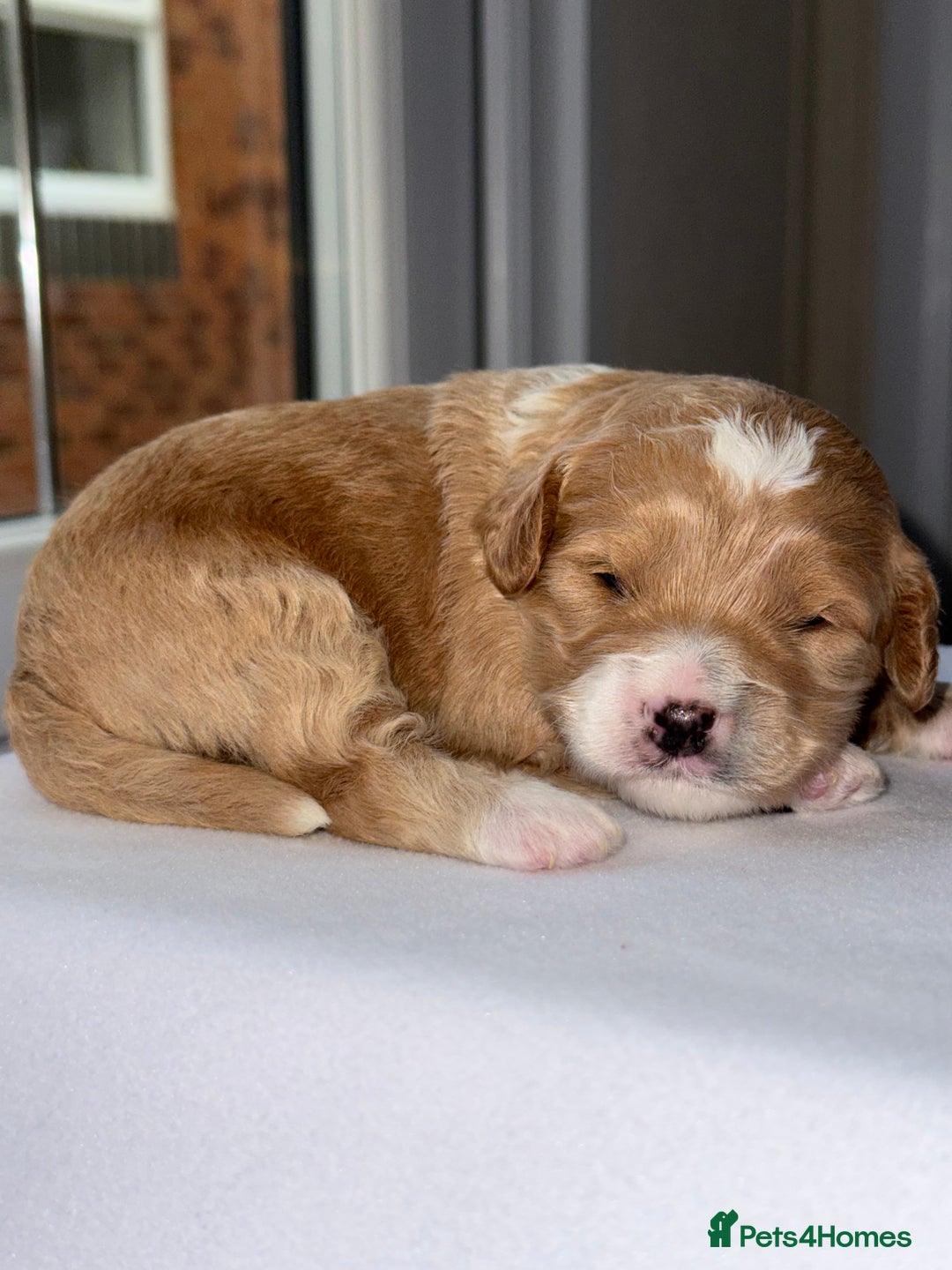 Cockapoo dogs for sale: F1B TOY COCKAPOO’S - Advert 2