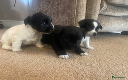 Jack Russell dogs for sale: Beautiful jack Russell terrier puppies  - Image 1