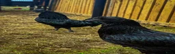 Chickens poultry for sale: 🖤🥚 Ayam Cemani Hatching Eggs Available 🥚🖤 - Advert 4