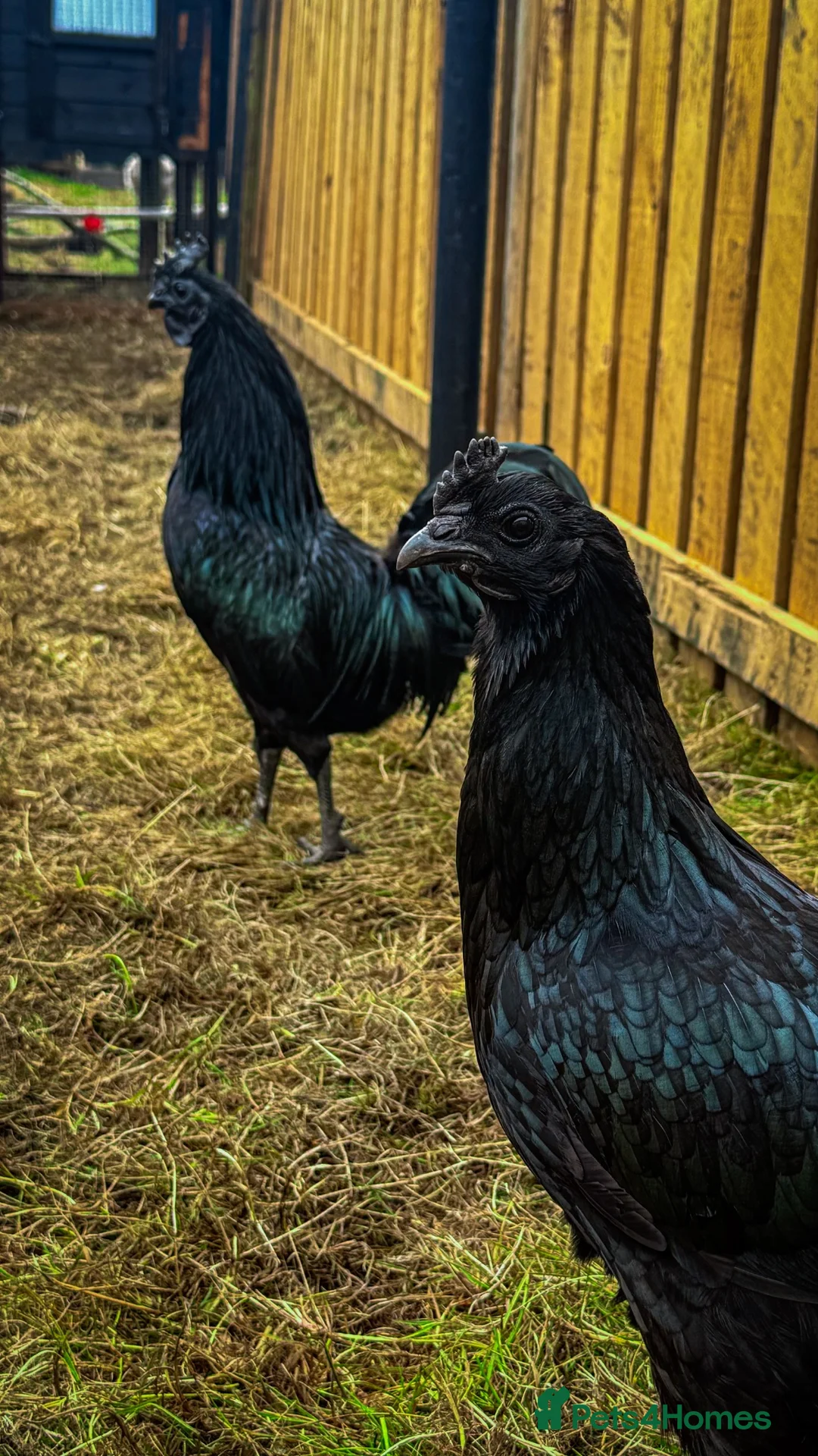 Chickens poultry for sale: 🖤🥚 Ayam Cemani Hatching Eggs Available 🥚🖤 - Advert 4