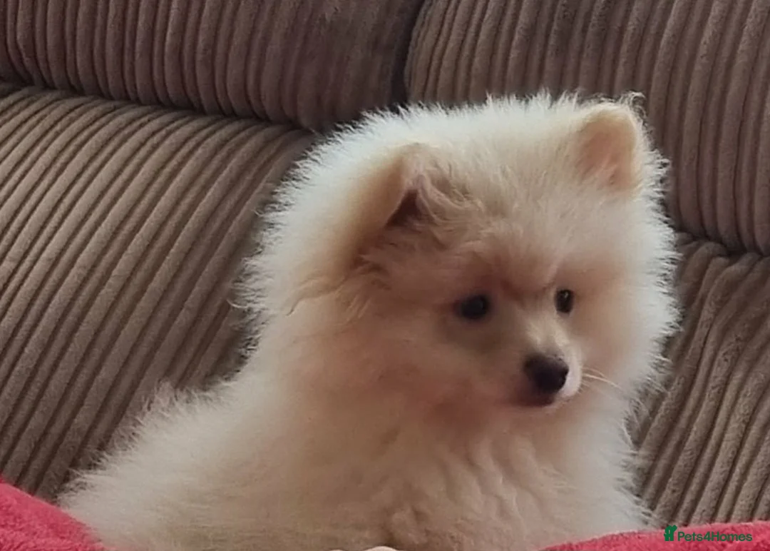 Pomeranian dogs for sale: Beautiful Pomeranian puppie male - Advert 4