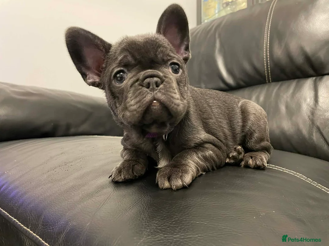 French Bulldog dogs for sale: French bulldog - Advert 8