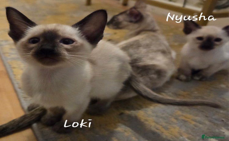 Oriental cats - Advert 3