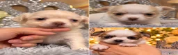 Chihuahua dogs for sale: Exclusive KC reg long coat Chihuahua boys  - Advert 1