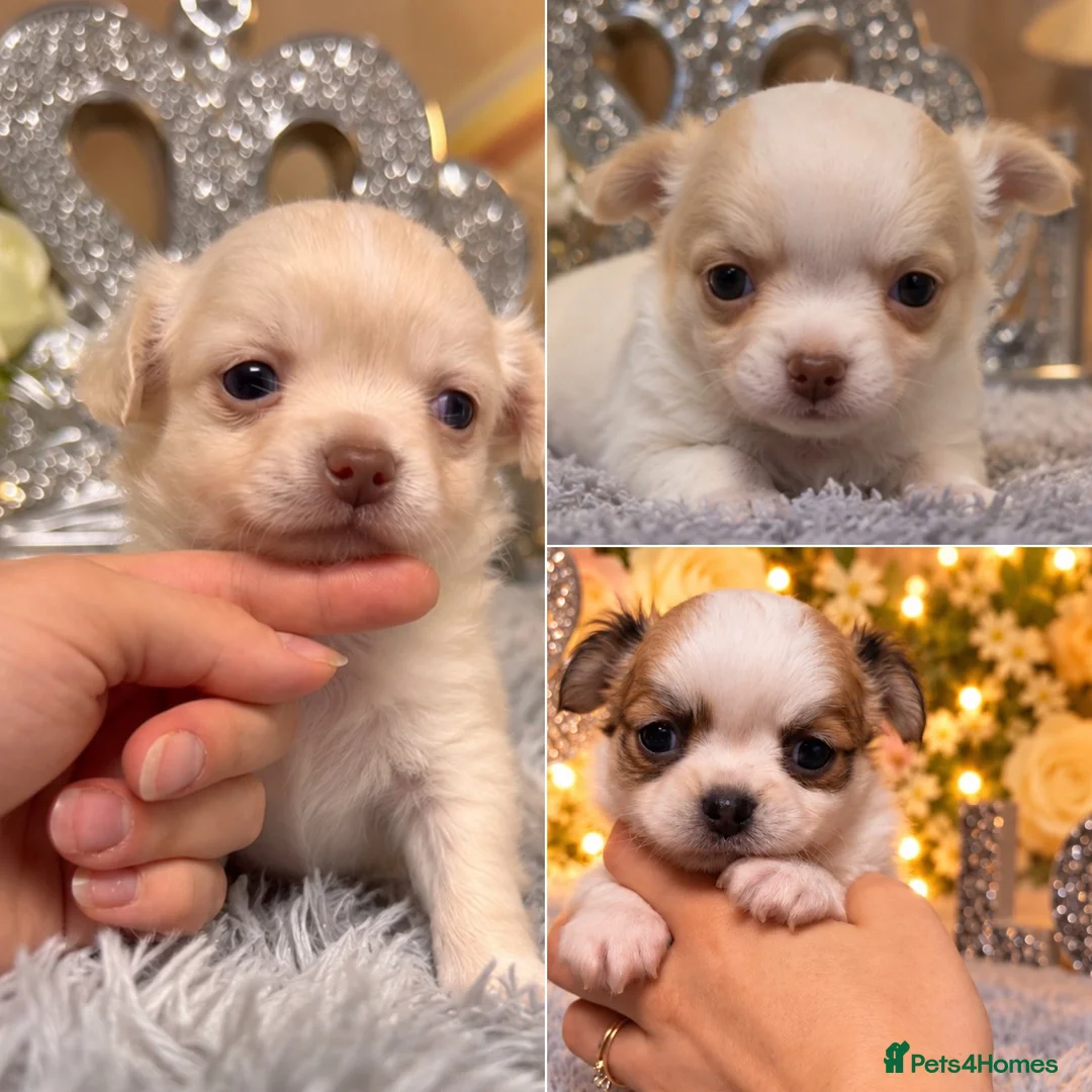 Chihuahua dogs for sale: Exclusive KC reg long coat Chihuahua boys  - Advert 1