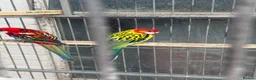 Parakeets birds for sale: Rossella  - Advert 9