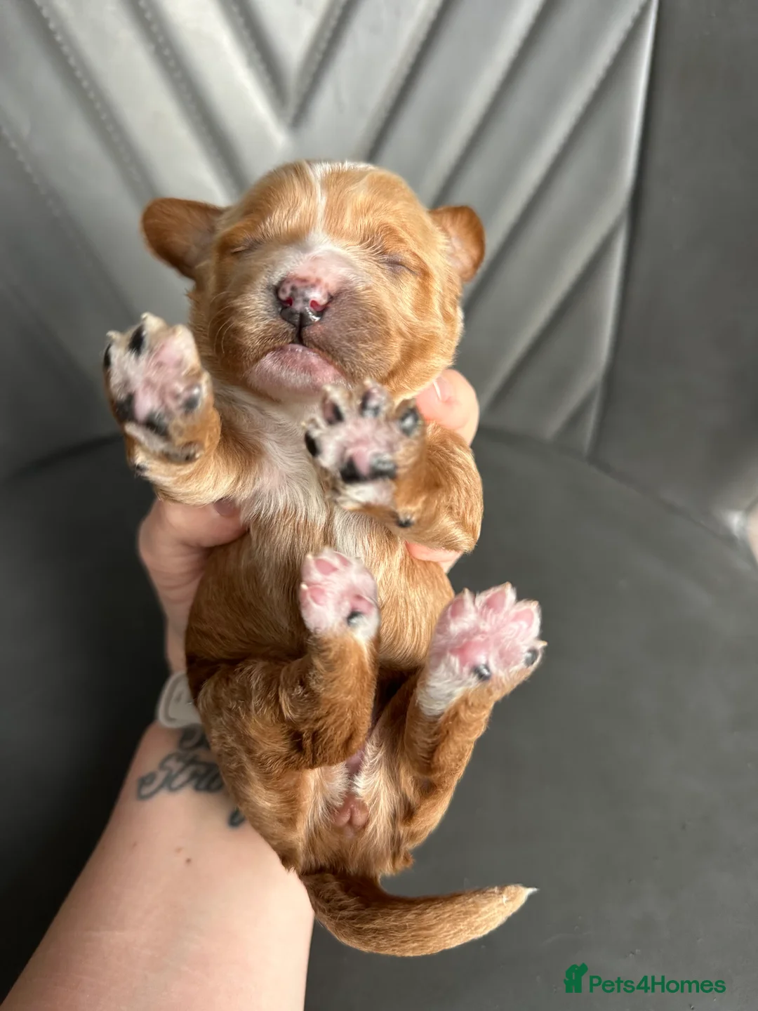 Cockapoo dogs for sale: 🌟 Stunning F1 Cockapoo Puppies 🌟  - Advert 23