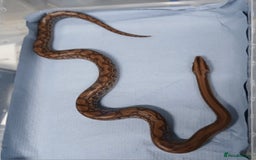 Boa Snake reptiles for sale: Het T+Albino Colombian Rainbow Boas - Image 2
