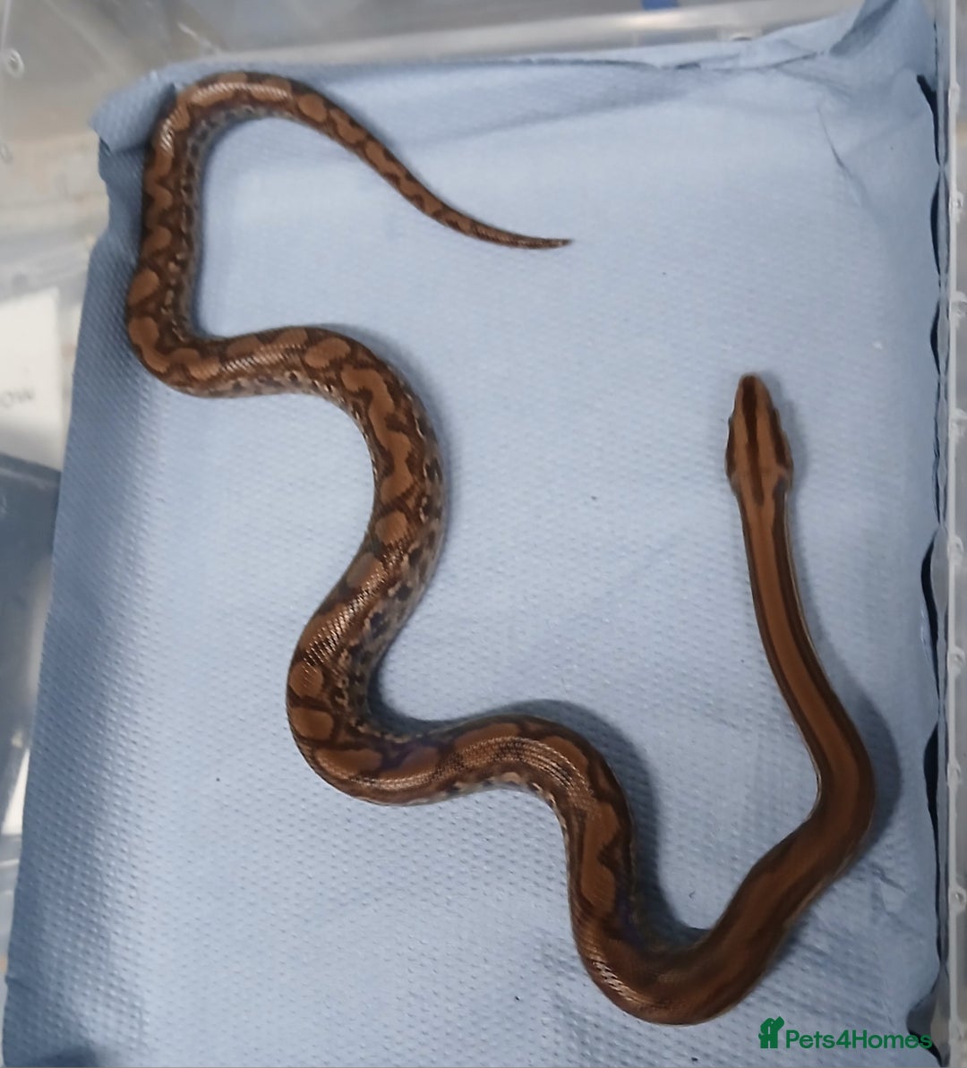 Boa Snake reptiles for sale: Het T+Albino Colombian Rainbow Boas - Image 2