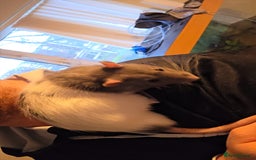 Rat rodents for sale: Male rat Looking for home - Advert 5