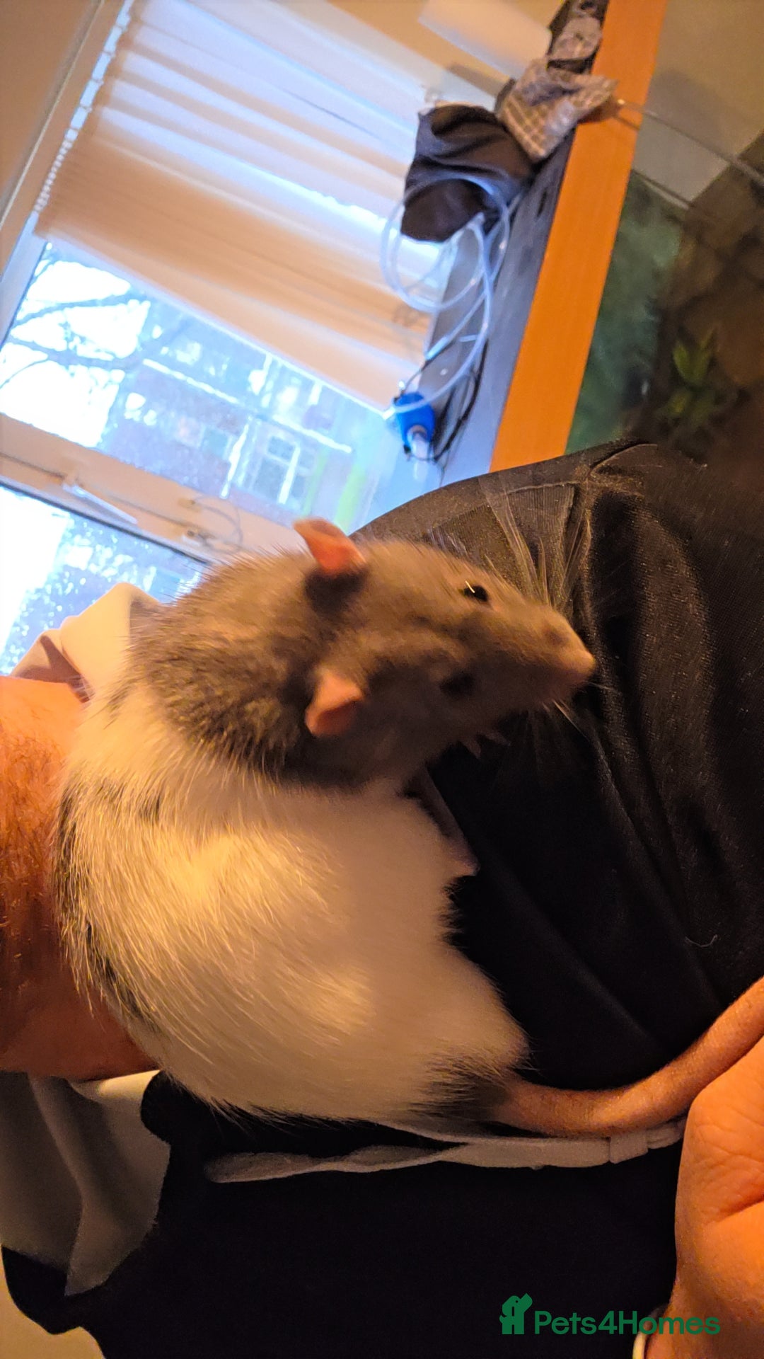 Rat rodents for sale: Male rat Looking for home - Advert 5