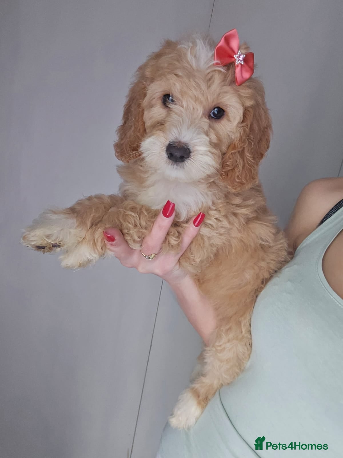 Goldendoodle dogs Goldendoodle - Advert 10