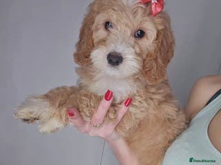 Goldendoodle dogs Goldendoodle - Advert 10