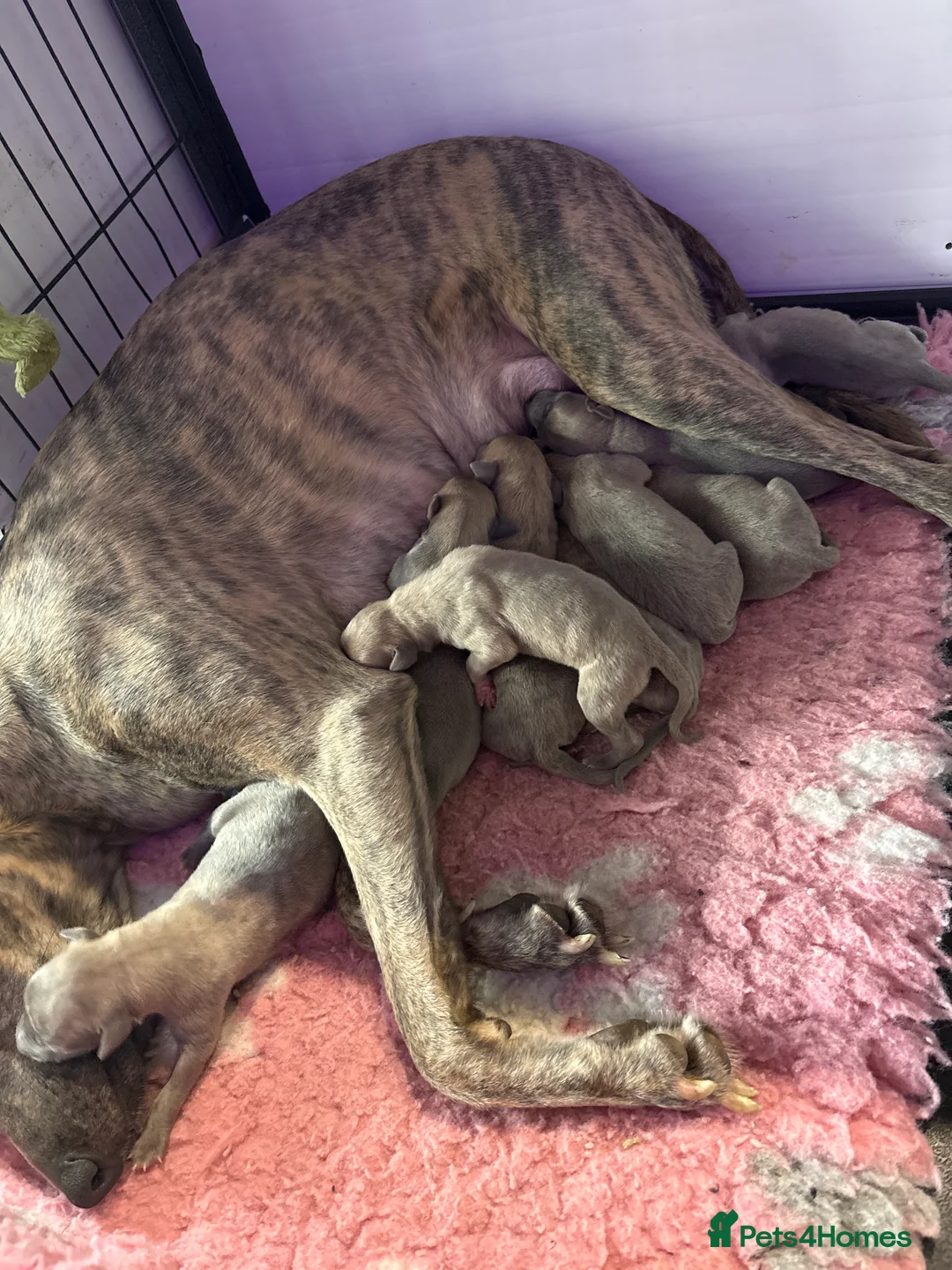 Whippet dogs for sale: Beautiful Blue brindle whippets for sale  - Advert 1