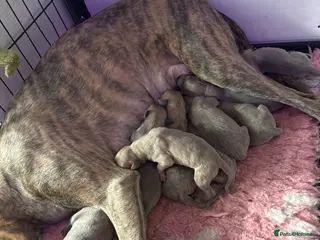 Whippet dogs Beautiful Blue brindle whippets for sale - Advert 2