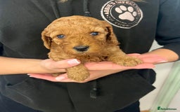 Cockapoo dogs for sale: Fabulous F1B cockapoo puppies available  - Image 6