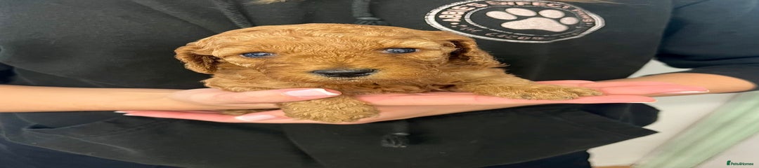 Cockapoo Puppy 6