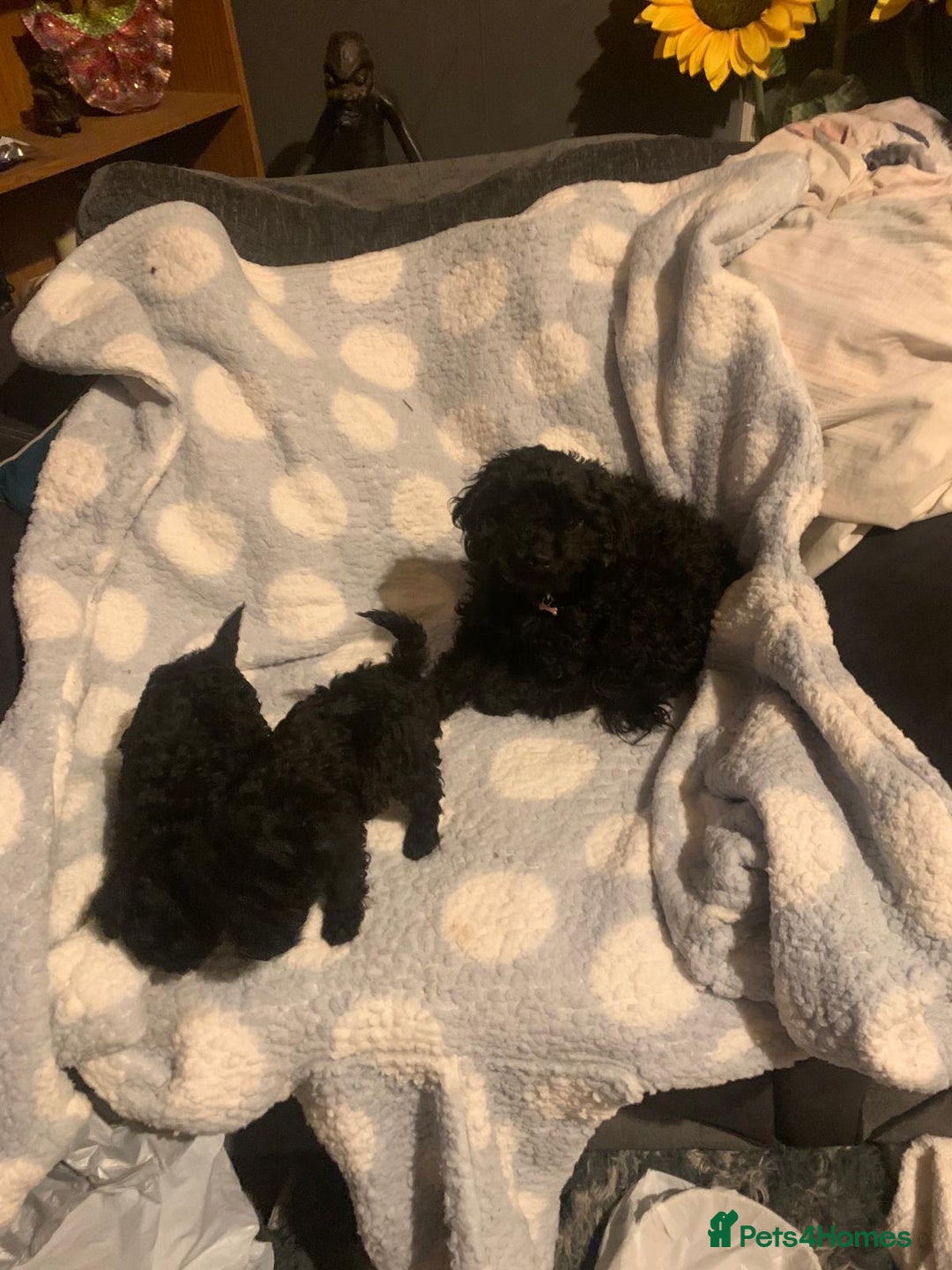 Miniature Poodle dogs for sale: Miniature poodles  - Advert 12