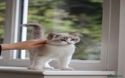 Ragdoll cats for sale: Beautiful Loving Ragdoll Kitten - Lola 🐾🩷 - Image 2