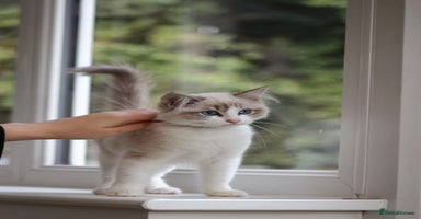 Ragdoll cats - Advert 13
