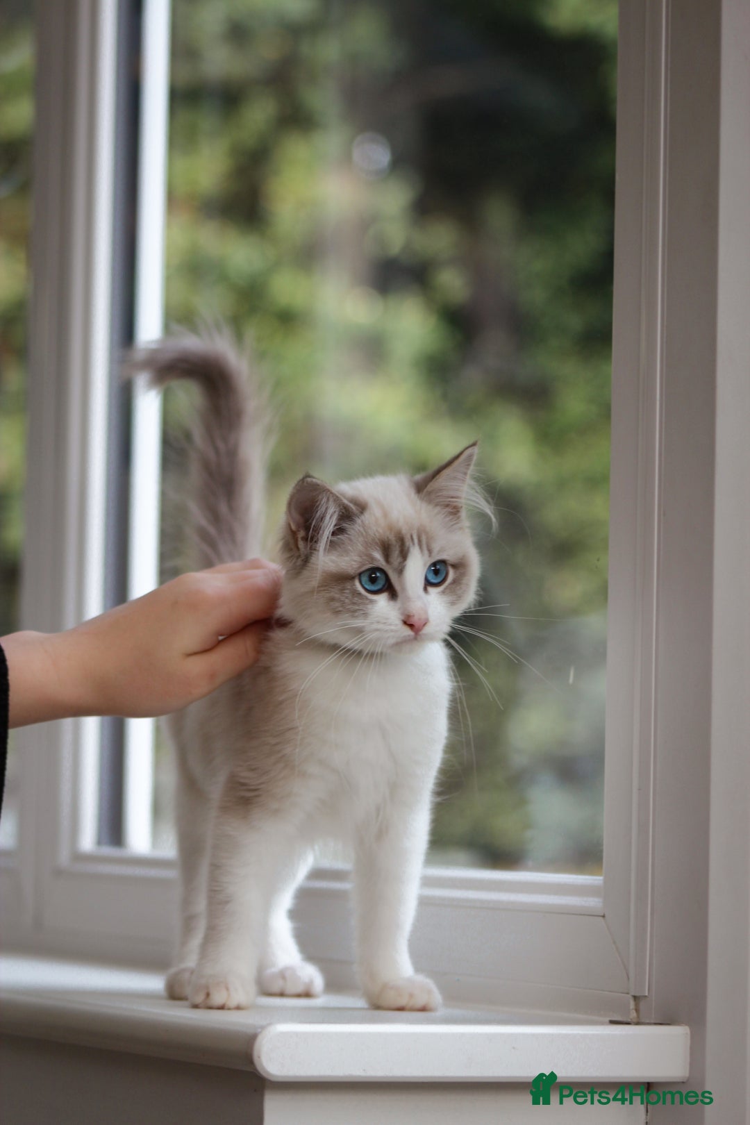 Ragdoll cats for sale: Beautiful Loving Ragdoll Kitten - Lola 🐾🩷 - Image 2