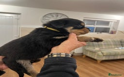 Rottweiler dogs for sale: Rottweiler pups KC Registered + Champ Bloodlines - Image 3