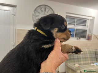 Rottweiler dogs - Advert 2