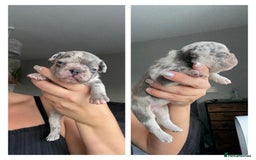French Bulldog dogs for sale: French bulldog - Image 5