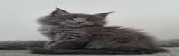 Maine Coon cats for sale: King size Purebred Maine Coon kittens  in Glasgow - Advert 6