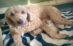 Standard Poodle dogs for sale: KC Standard Poodle Puppies - Image 2
