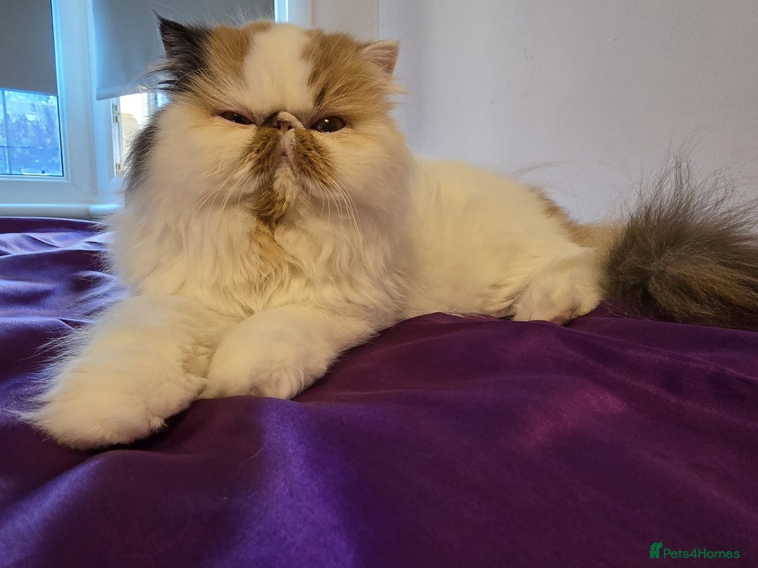 Persian cats for sale: Beautiful Persian Queen for Loving forever home - Image 6