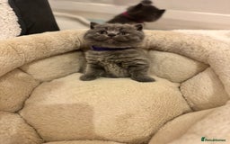 British Shorthair cats for sale: British Shorthair Blue 3 Girls GCCF registered  - Image 6