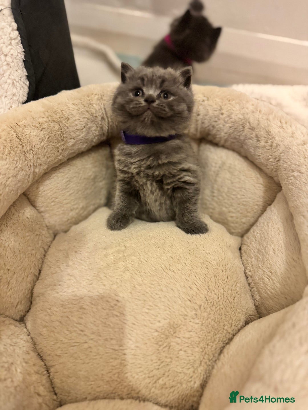 British Shorthair cats for sale: British Shorthair Blue 3 Girls GCCF registered  - Image 6