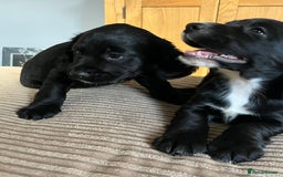 Cocker Spaniel dogs for sale: Working cocker spaniel pups  - Image 17