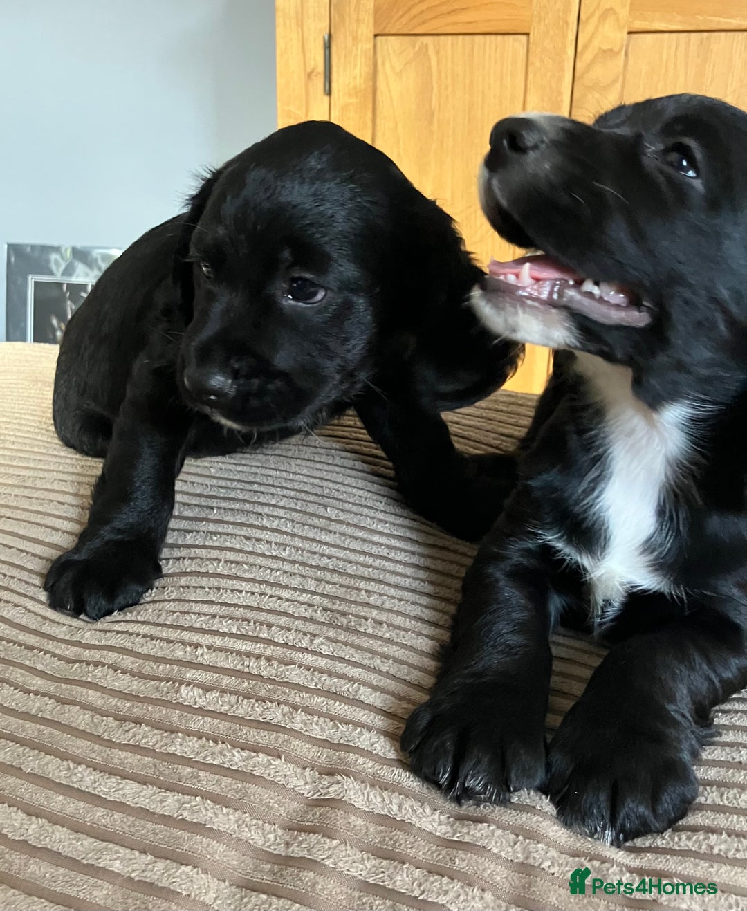 Cocker Spaniel dogs for sale: Working cocker spaniel pups  - Image 17