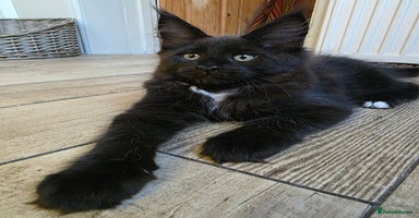 Maine Coon cats - Advert 5